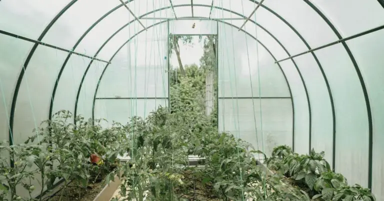 10 Things To Know Before Building A Greenhouse